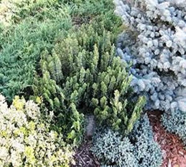 Alpines / Rockery Mixed Perennial LARGE Plug Plants Pack x6