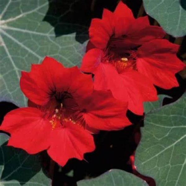Nasturtium 'Red Wonder' Trailing Summer Plug Plants Pack x6