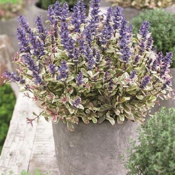 Ajuga 'Princess Nadia' Perennial Plug Plants Groundcover Pack x6
