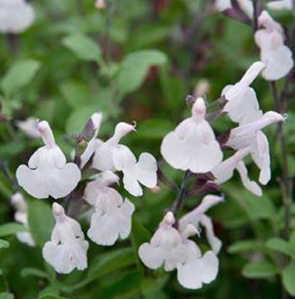 Salvia Greggii Mirage™ 'White' Perennial Garden Plug Plants Pack x6