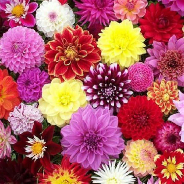 Dahlia Lubega® Power Mixed Plug Plants Pack x6