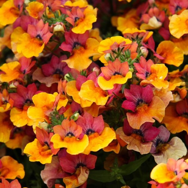 Nemesia 'Lyric® Copper' Summer Garden / Basket Plug Plants Pack x6