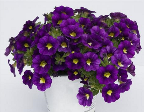 Calibrachoa Trailing Mini Petunias Million Bells 'Velvet' Plug Plants Pack x6