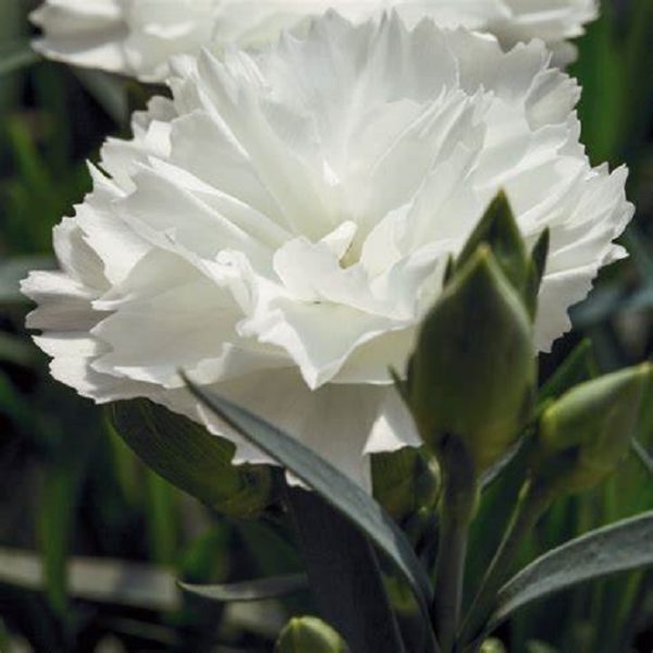 Dianthus Caryophyllus Sweet Pleasure® White Pack x6 Plug Plants