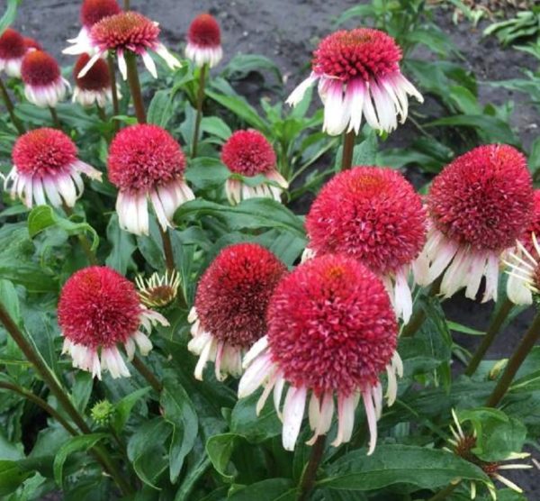 Echinacea (Coneflower) Strawberry & Cream XXL Supersize Plug Plants Pack x3