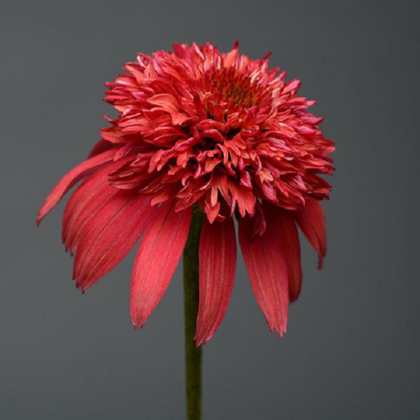 Echinacea (Coneflower) Scoop Cranberry XXL Supersize Plug Plants Pack x3