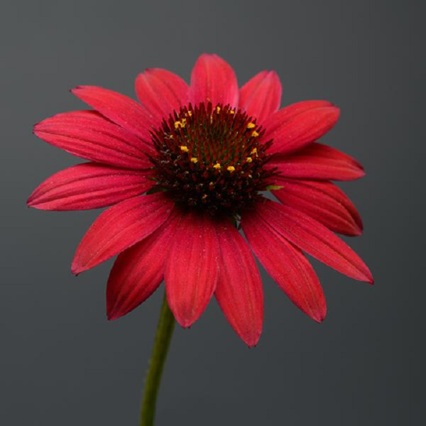 Echinacea Sombrero® Baja Burgundy (Coneflower) XXL Supersize Plug Plants Pack x3