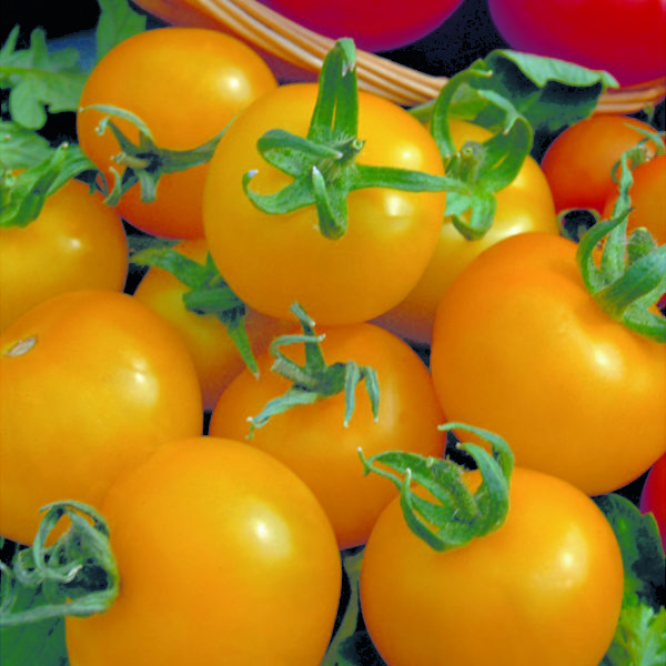 Tomato Plants 'Golden Sunrise' Plug Plants Pack x6