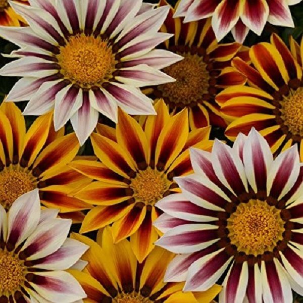 Gazania 'Tiger Stripes' Garden Flowering Plug Plants Pack x6