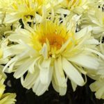Leucathemum x Superbum 'Real Charmer' Shasta Daisy Perennial Plug Plants Pack x6