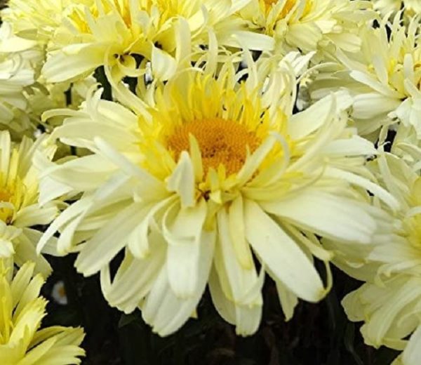Leucathemum x Superbum 'Real Charmer' Shasta Daisy Perennial Plug Plants Pack x6
