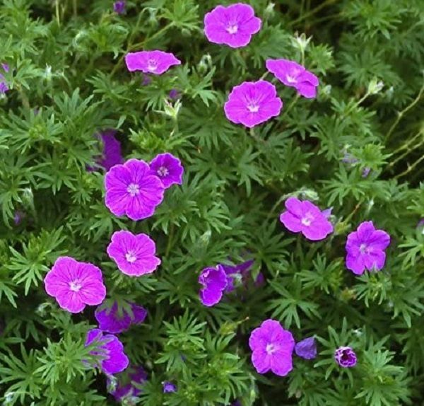 Hardy Geranium Sanguineum 'Vision Violet' Perennial XXL Plug Plants Pack x3