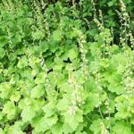 Tellima Grandiflora Perennial XXL Supersize Plug Plants Pack x3