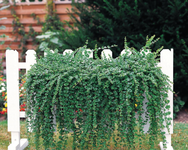 Mint Satureja Douglasii 'Indian Mint' Herb XXL Supersize Plug Plants Pack x3