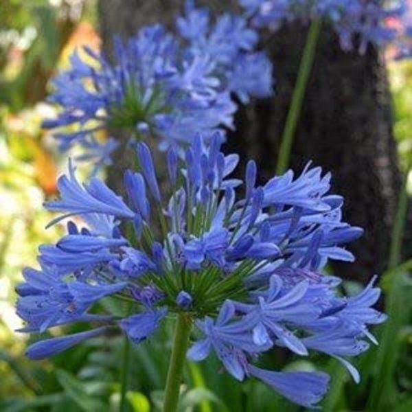 Blue Agapanthus Perennial Summer Flowering Perennial 100mm Pot Plant x1