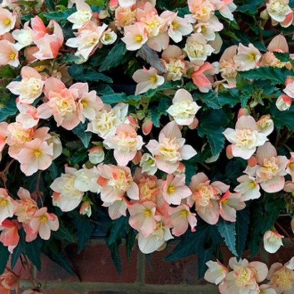 Begonia Truffle Cream Semi-Trailing Plug Plants Pack x6