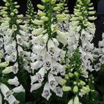 Foxglove 'White Hybrid Dalmatian F1 (LARGE) Cottage Garden Plug Plants Pack X6