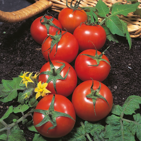Tomato Plants 'Harbinger' Plug Plants Pack x6