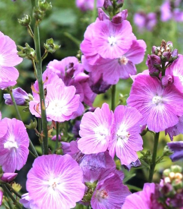 Sidalcea Malviflora Hybrid' Party Girl XXL Supersize Plug Plants Pack x3