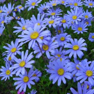 Felicia Amelloides (Blue Marguerite) H/ Hardy Perennial XXL Supersize Plug Plants Pack x3