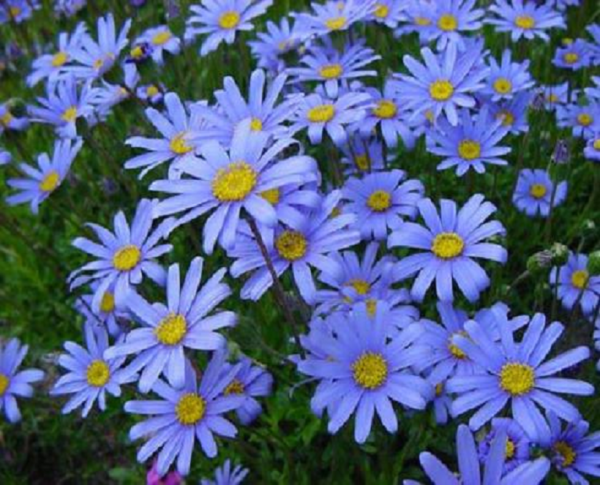 Felicia Amelloides (Blue Marguerite) H/ Hardy Perennial XXL Supersize Plug Plants Pack x3
