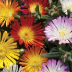 Delosperma Jewel of Desert 'Mixed' Perennial Garden Plug Plants Pack x6