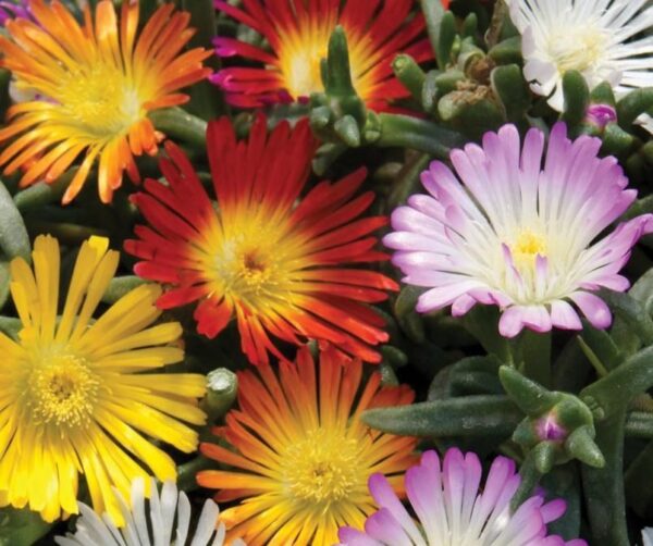 Delosperma Jewel of Desert 'Mixed' Perennial Garden Plug Plants Pack x6