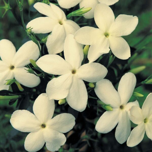 Jasmine Hardy Jasminum 'Clotted Cream' Perennial Climbing Plug Plants Pack x6