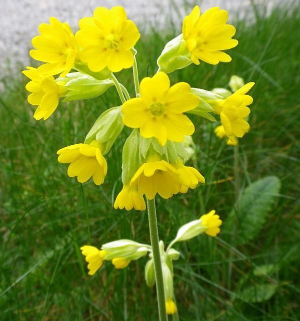 Primula Veris 'Cowslip' Wild Flower Perennial Garden Plug Plants Pack x6