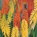 Kniphofia Red Hot Poker 'Flamenco' Perennial Garden Plug Plants Pack x6