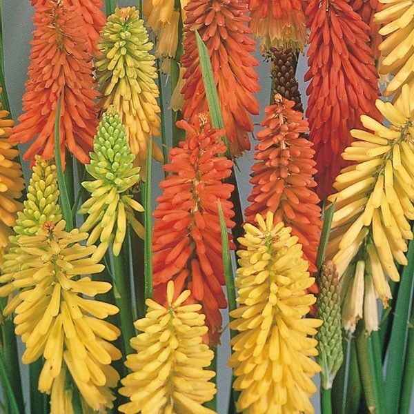 Kniphofia Red Hot Poker 'Flamenco' Perennial Garden Plug Plants Pack x6