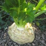 Celeriac 'Prinz' (Award of Garden Merit) Pack Kings Organic Vegetable Seeds
