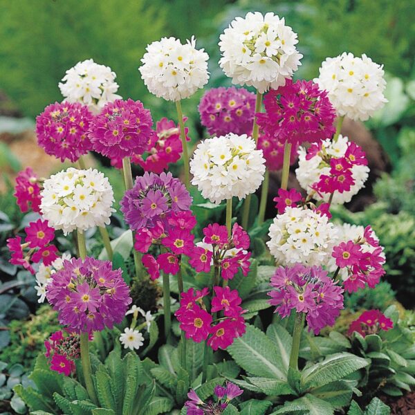 Primula Denticulata Mixed (Drumstick Primula) Perennial Plug Plants Pack x6
