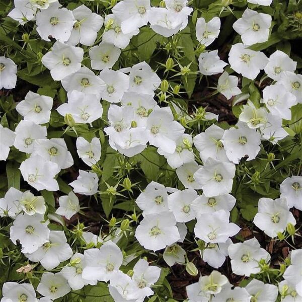 Campanula Carpatica 'White Clips' Perennial Plug Plants Pack x6