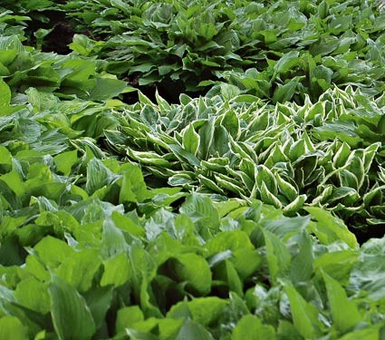 Hosta Mixed Perennial Garden Plug Plants Special Mix 'Large Plugs' Pack x6