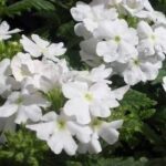 Verbena Trailing Vectura® 'White' Garden Basket Plug Plants Pack x6
