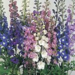 Delphinium Pacific Giants Mix Perennial Garden Plug Plants Pack x6