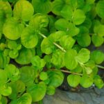 Lysimachia 'Creeping Jenny' Perennial Garden Trailing Plug Plants Pack x6