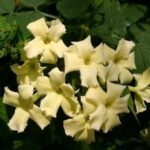 Jasmine Hardy Jasminum 'Clotted Cream' Perennial Climbing Plug Plants Pack x6