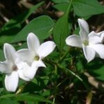 Jasmine Hardy Jasminum 'Officinale' Perennial Climbing Shrub Plug Plants Pack x6
