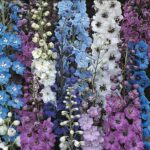 Delphinium Pacific Giants Mix Perennial Garden Plug Plants Pack x6