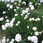 Armeria Maritima Thrift Alba White Perennial Plug Plants Pack x6