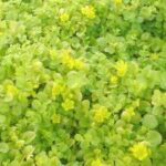 Lysimachia 'Creeping Jenny' Perennial Garden Trailing Plug Plants Pack x6