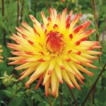 Dahlia Bulb/Tuber Cactus Dahlia 'Bridge View Aloha' WPC Prins Quality Summer Bulbs