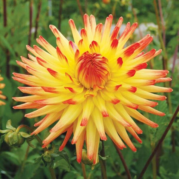 Dahlia Bulb/Tuber Cactus Dahlia 'Bridge View Aloha' WPC Prins Quality Summer Bulbs