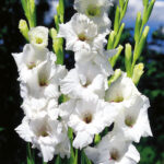 Gladioli White 'Prosperity' Summer Flowering Bulbs WPC Prins Pack x10