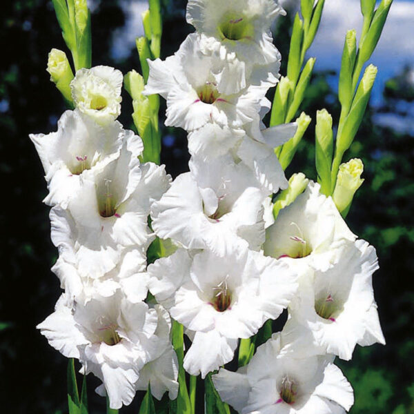 Gladioli White 'Prosperity' Summer Flowering Bulbs WPC Prins Pack x10