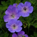 Hardy Geranium Azure Rush® LARGE Plug Plants Pack x3