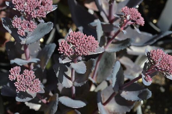 Sedum 'Jose Aubergine' Perennial Supersize XXL Plug Plants Pack x3