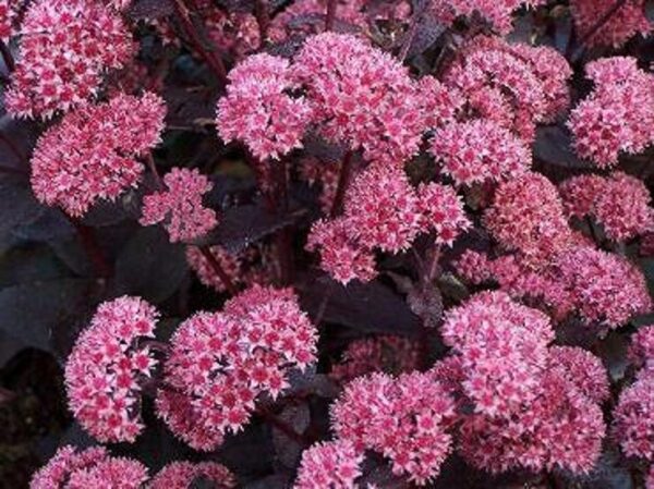 Sedum 'Jose Aubergine' Perennial Supersize XXL Plug Plants Pack x3